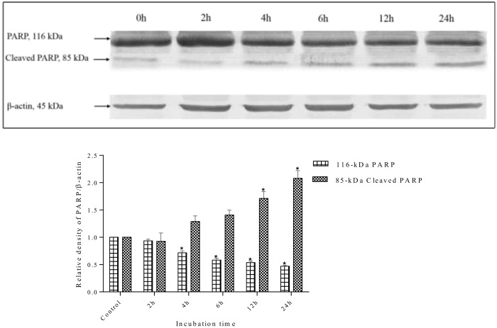 Fig 16