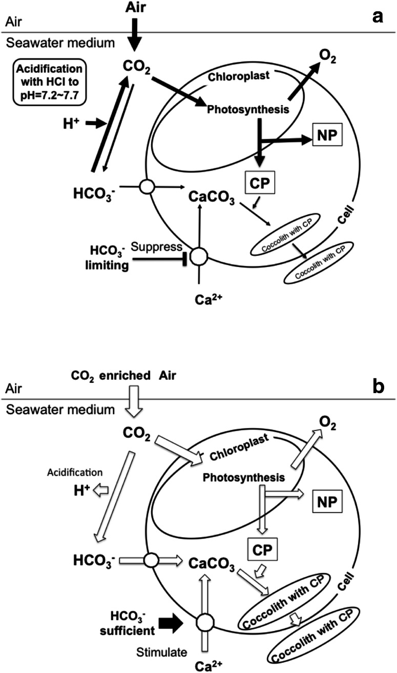 Fig. 8