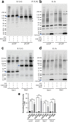 Figure 5—figure supplement 1.