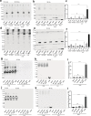 Figure 5—figure supplement 2.