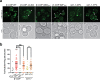 Figure 3—figure supplement 2.