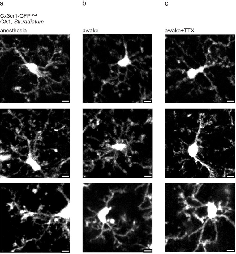 Figure 1—figure supplement 2.