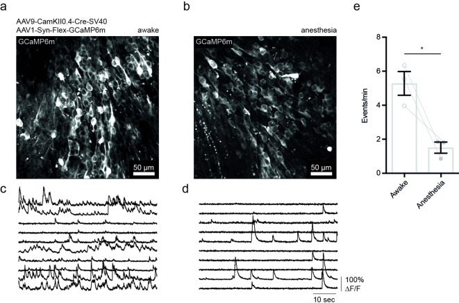 Figure 1—figure supplement 1.