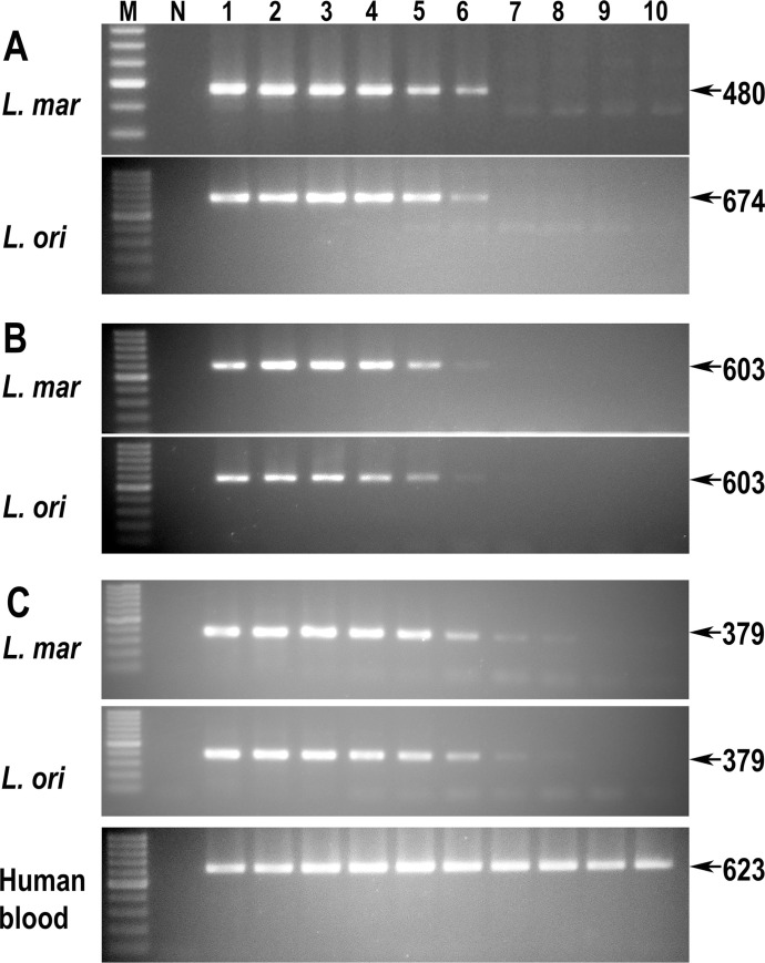 Fig 5