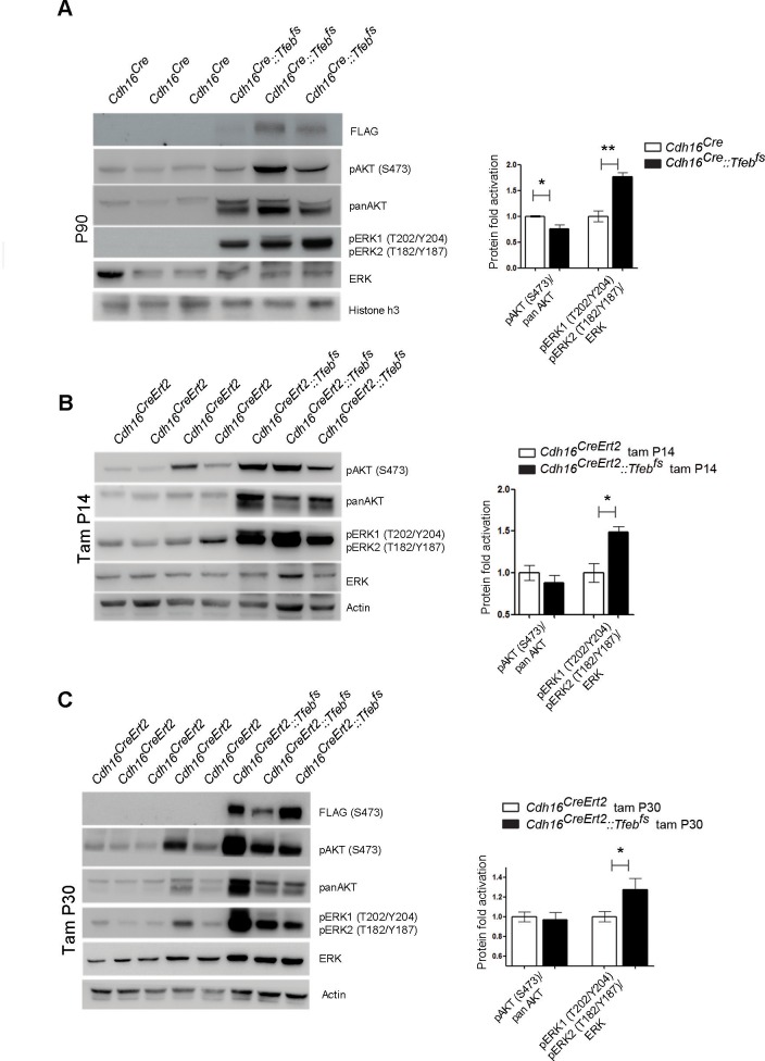 Figure 3—figure supplement 2.