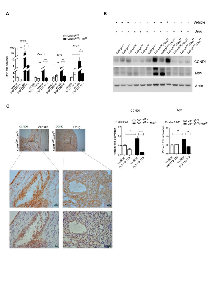 Figure 6—figure supplement 2.