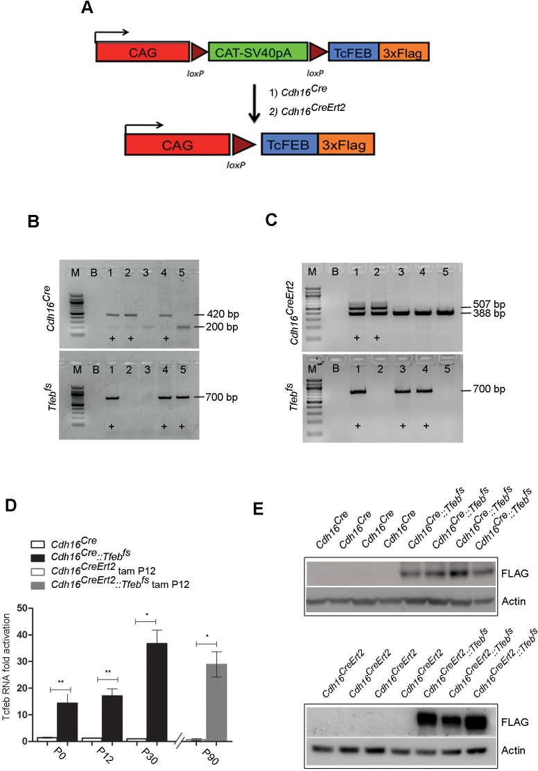 Figure 1—figure supplement 1.