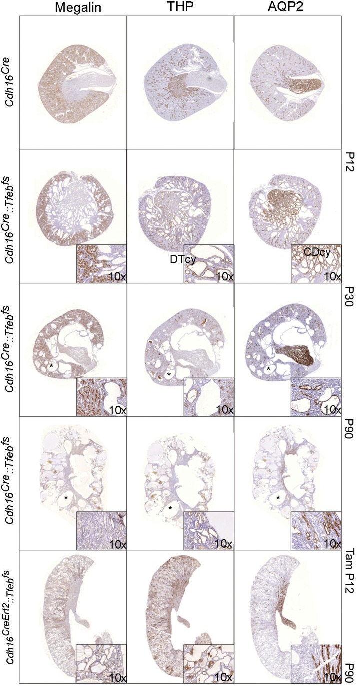 Figure 1—figure supplement 3.