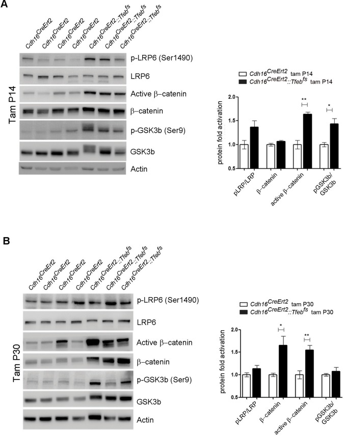 Figure 4—figure supplement 1.