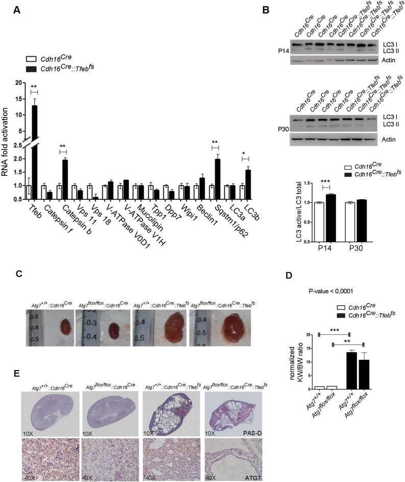 Figure 6—figure supplement 3.