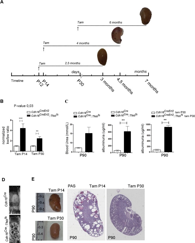 Figure 1—figure supplement 2.