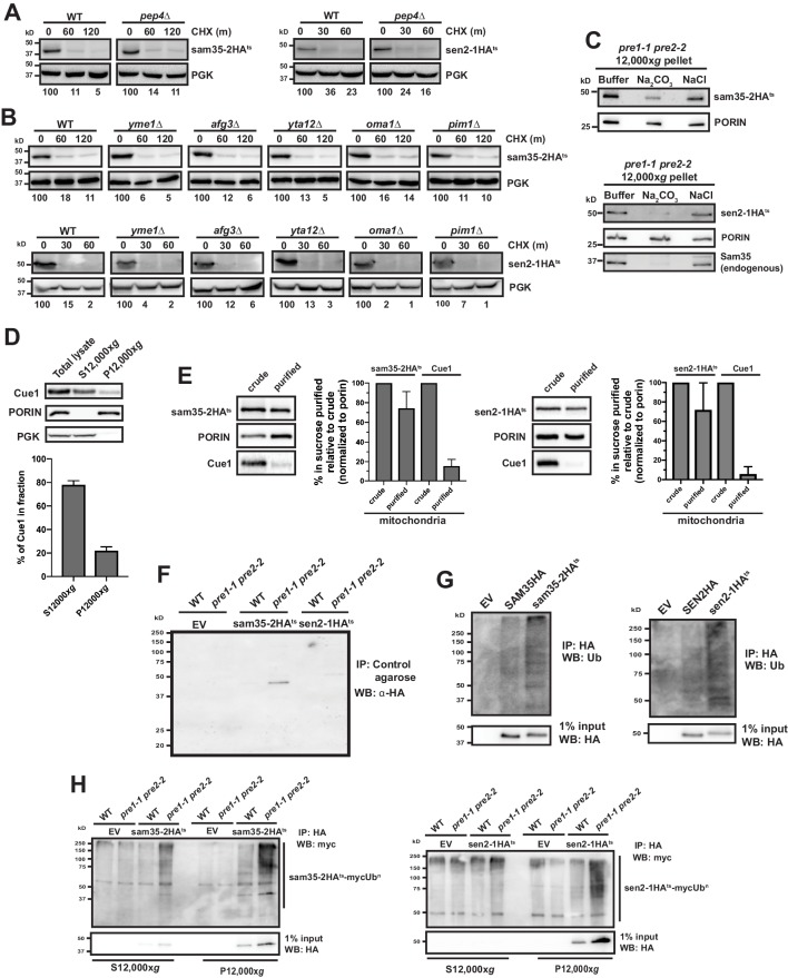 Figure 2—figure supplement 1.