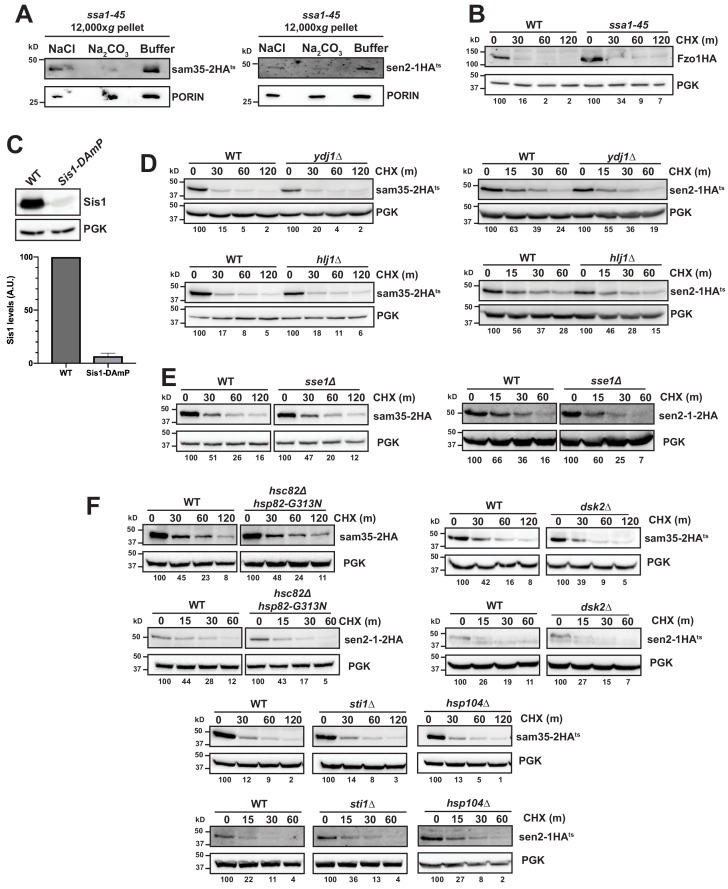 Figure 4—figure supplement 1.