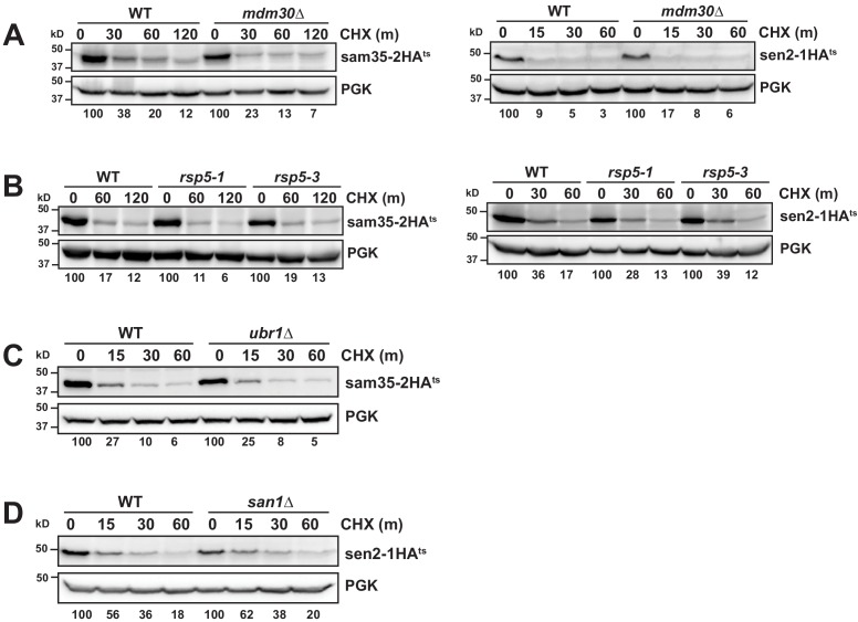 Figure 3—figure supplement 1.