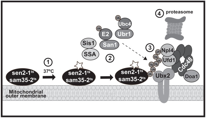 Figure 7.