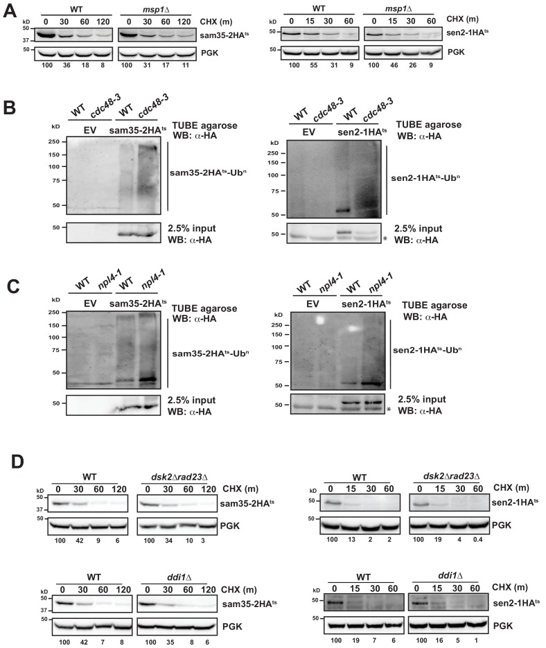 Figure 5—figure supplement 1.