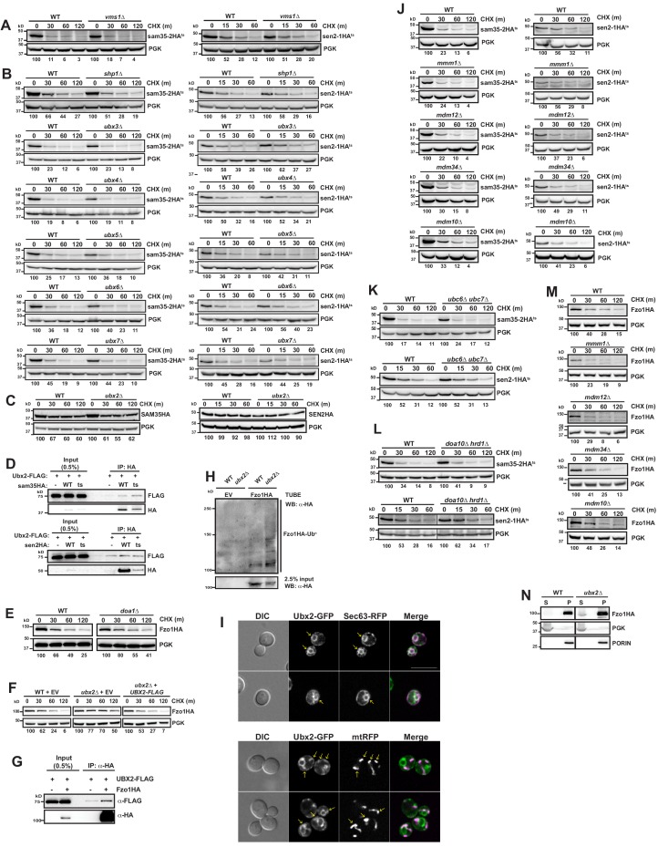 Figure 6—figure supplement 1.