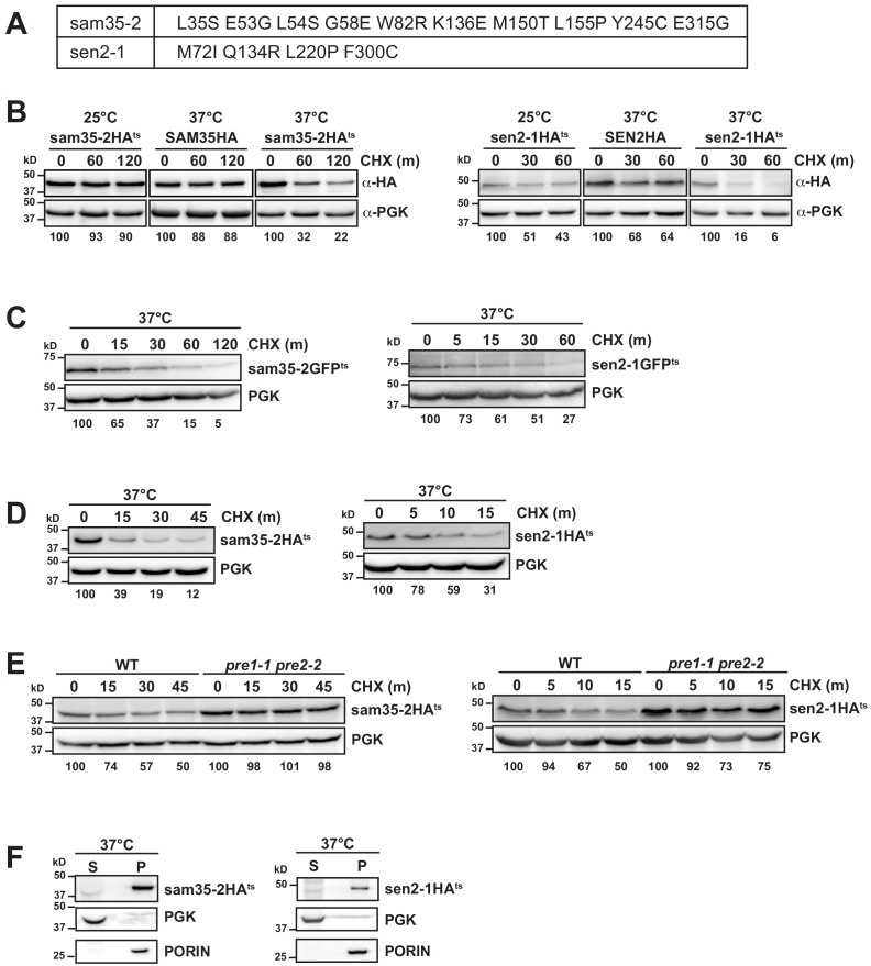 Figure 1—figure supplement 1.