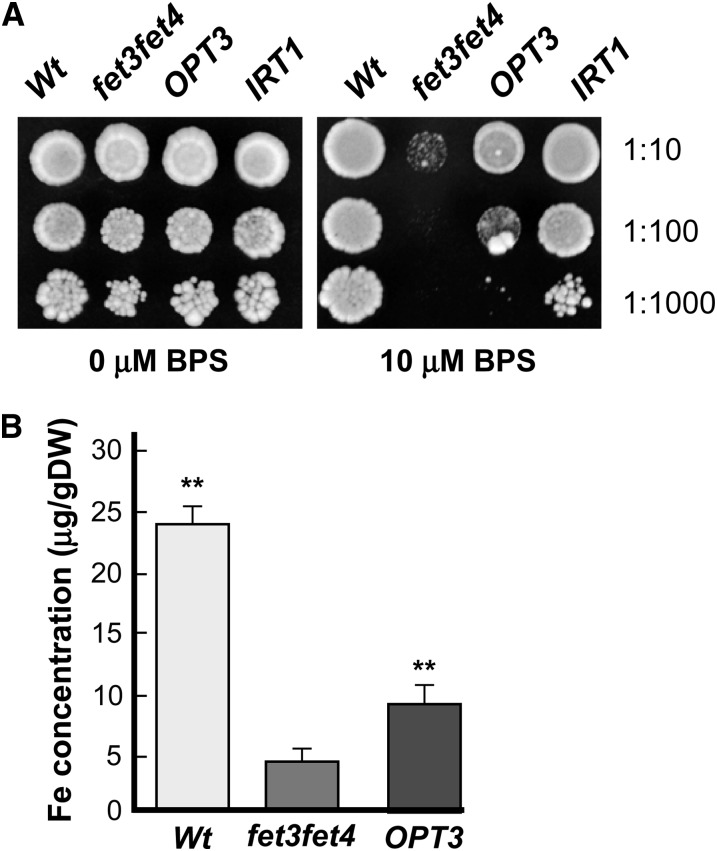 Figure 3.