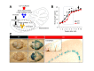 Figure 1. Neuronal extra-mitochondrial citrate synthase (eCs) expression and retarded neonatal growth in eCs-deficient (KO) male mice