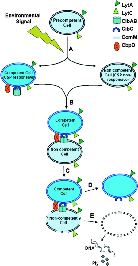 FIG. 8.