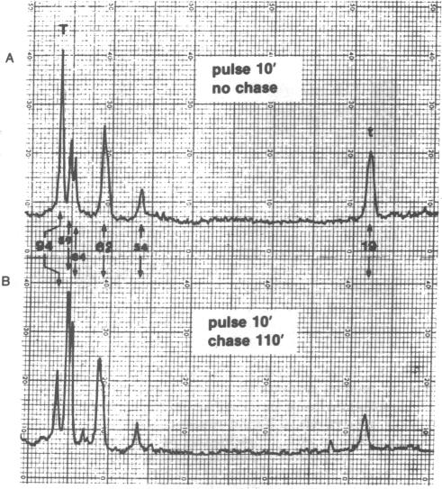 graphic file with name pnas00492-0077-a.jpg