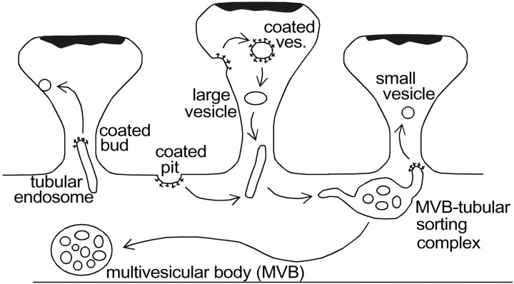 Fig. 12.