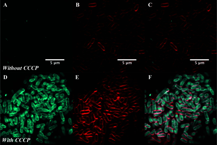 Fig. 6