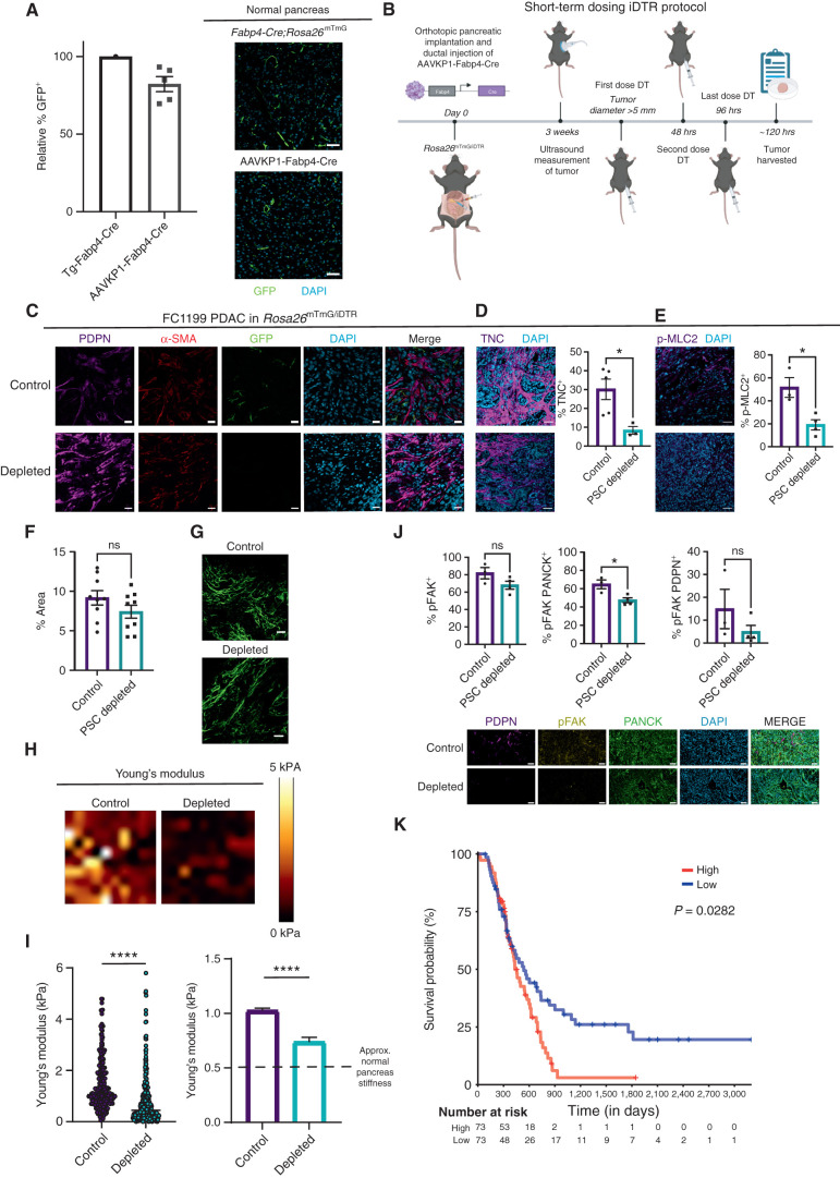 Figure 4. Targeted ablation reveals unique roles for PSC-derived CAFs in regulation of the ECM and mechanosignaling. A, IHC staining and quantification of GFP+ cells in normal pancreas tissue from Fabp4-Cre;Rosa26mTmG mice and from Rosa26mTmG/iDTR mice 7 days after intraductal injection with AAVKP1-Fabp4-Cre (n = 5). Data are presented as mean ± SEM. Scale bar, 50 μm. B, Schematic of tumor modeling using intraductal injection of AAVKP1-Fabp4-Cre and orthotopic transplantation of KPC PDAC cells into Rosa26mTmG/iDTR hosts. C, IHC staining for GFP, PDPN, and α-SMA of KPC FC1199 PDAC in Rosa26mTmG/iDTR hosts with intraductal injection of AAVKP1-Fabp4-Cre, enrolled when tumors reached 5 to 6 mm in diameter and treated with PBS or DT for 5 days (n = 4). Scale bar, 20 μm. D, IHC staining for TNC of KPC FC1199 PDAC in AAVKP1-Fabp4-Cre–injected Rosa26mTmG/iDTR hosts, enrolled at 5 to 6 mm in tumor diameter and treated with PBS or DT for 5 days (n = 3). Scale bar, 50 μm. Data are presented as mean ± SEM. E, IHC staining for p-MLC2 of PDAC samples as described in D. Scale bar, 50 μm. Data are presented as mean ± SEM. Quantification (F) and images (G) of fibrillar collagen content analyzed by second harmonic generation with normalized intensity as a quantification of concentration in control and PSC-depleted PDAC (n = 3 per group). Scale bar, 42.5 μm. H, Force maps generated by atomic force microscopy (AFM) on KPC FC1199 PDAC in AAVKP1-Fabp4-Cre–injected Rosa26mTmG/iDTR hosts (n = 3 per treatment group, control: 1,063 data points, depleted: 717 data points), excised after 5 days of treatment with PBS or DT. I, Quantification of Young's modulus per AFM measurements on control and PSC-depleted PDAC as described in F. The dashed line on the graph to the right denotes the approximate stiffness of normal murine pancreas tissue. J, IHC staining for p-FAK (Y397) of control and PSC-depleted PDAC harvested after 5 days of depletion (n = 3). Scale bar, 50 μm. Data are presented as mean ± SEM. K, Kaplan–Meier plot depicting overall survival of patients with PDAC with high versus low expression of a PSC-derived CAF ECM gene signature comprising 99 genes (see Methods), plotting the upper versus lower quartile (n = 73 per arm). *, P < 0.05; ****, P < 0.0001 by unpaired t test; ns, not significant.