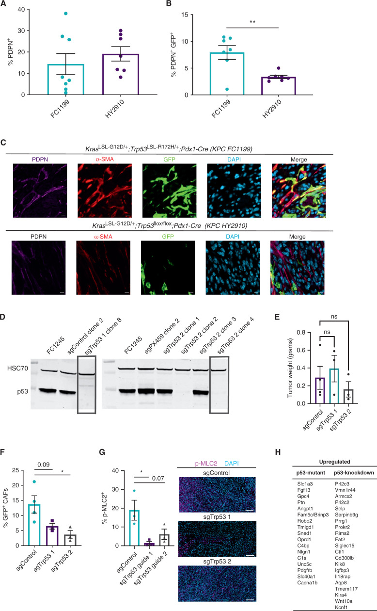 Figure 5. Tumor genotype with respect to p53 status influences stromal evolutionary routes. A, Flow cytometry analysis of PDPN+ cells in size-matched KPC FC1199 (p53 R172H, n = 8) and HY2910 (p53-null, n = 7) PDAC in Fabp4-Cre;Rosa26mTmG hosts. Data are presented as mean ± SEM. B, Flow cytometry analysis of PDPN, GFP, and tdTomato in the tumors described in A to quantify the percentage of CAFs derived from PSCs. Data are presented as mean ± SEM. C, IHC staining for GFP and PDPN on KPC FC1199 and HY2910 PDAC in Fabp4-Cre;Rosa26mTmG hosts (n = 3). Scale bar, 10 μm. D, Western blots for p53 and HSC70 (loading control) using whole-cell lysates from parental KPC FC1245 (p53 R172H) cells or derivative lines transfected with control plasmid or one of two sgTrp53 sequences. Boxes indicate clones selected for experimentation. E, Tumor weights at experimental endpoint from control and sgTrp53 PDAC in Fabp4-Cre;Rosa26mTmG hosts. F, Flow cytometry analysis of PDPN, GFP, and tdTomato in size-matched control (n = 4) and sgTrp53 (n = 3 per line) PDAC in Fabp4-Cre;Rosa26mTmG hosts. Data are presented as mean ± SEM. G, IHC staining for p-MLC2 in size-matched control and sgTrp53 PDAC in Fabp4-Cre;Rosa26mTmG hosts (n = 3). Scale bar, 100 μm. H, List of candidate secreted factors differentially expressed in p53-mutant versus p53-null PDAC cells. *, P < 0.05; **, P < 0.01 by one-way ANOVA; ns, not significant.