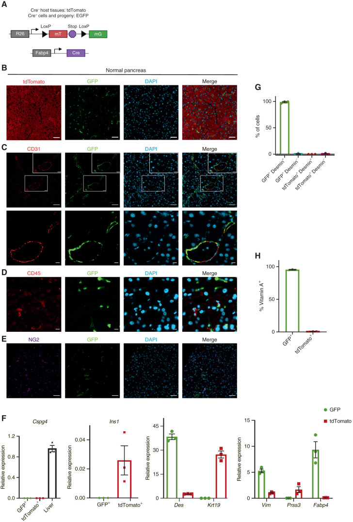 Figure 1. Fabp4-Cre marks stellate cells specifically and pervasively within normal pancreas tissue. A, Schematic of the alleles used to label and track PSCs in vivo. B, Representative image of normal pancreas tissue from Fabp4-Cre;Rosa26mTmG mice (n = 7) showing rare GFP+ cells within a predominantly tdTomato+ tissue. Scale bar, 50 μm. C, Representative image of normal pancreas tissue from Fabp4-Cre;Rosa26mTmG mice (n = 3) showing CD31+ endothelial cells and GFP+ cells, some of which are adjacent to vessels. Top images: scale bar, 50 μm; bottom images: scale bar, 10 μm. D, Representative image of normal pancreas tissue from Fabp4-Cre;Rosa26mTmG mice (n = 3) showing CD45+ leukocytes and GFP+ cells. Scale bar, 10 μm. E, Representative image of normal pancreas tissue from Fabp4-Cre;Rosa26mTmG mice (n = 3) showing NG2+ pericytes and GFP+ cells. Scale bar, 50 μm. F, qPCR for the indicated genes in GFP+ and tdTomato+ cells isolated from normal pancreas tissue from Fabp4-Cre;Rosa26mTmG mice by FACS (n = 3, with each replicate pooled from two mice), including markers of pericytes (Cspg4; liver is a positive control), stellate cells and potentially other mesenchymal cells (Des), ductal cells (Krt19), mesenchymal cells (Vim), acinar cells (Prss3), and β cells (Ins1); Fabp4 was included as a control. Data were normalized to 36b4 and are presented as mean ± SEM. G, Quantification of GFP+ cells and tdTomato+ cells out of total, desmin+ PSCs isolated by density centrifugation from normal pancreas tissue in Fabp4-Cre;Rosa26mTmG mice (n = 3) and analyzed by immunofluorescence microscopy. Data are presented as mean ± SEM. H, Flow cytometry results depicting GFP+ and tdTomato+ cells among all vitamin A+ PSCs in normal pancreas tissue from Fabp4-Cre;Rosa26mTmG mice (n = 3). Data are presented as mean ± SEM.