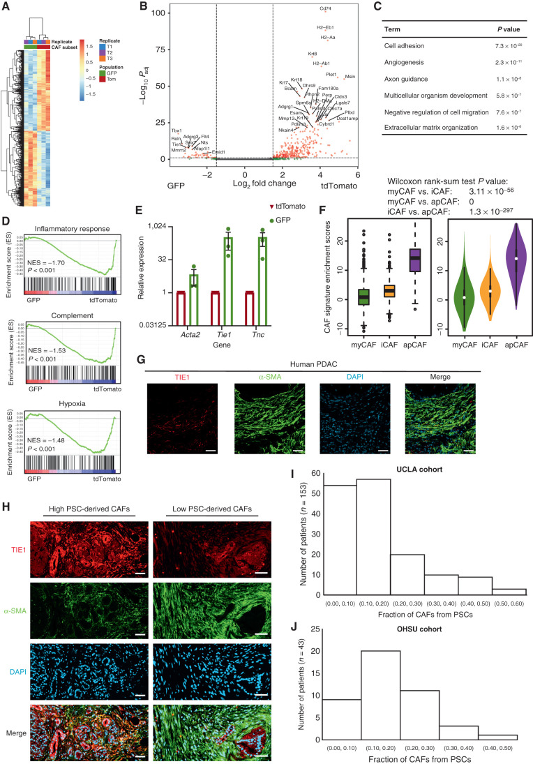 Figure 3. Mesenchymal lineage heterogeneity gives rise to transcriptional heterogeneity among PDAC CAFs. Heat map (A) and volcano plot (B) depicting differentially expressed genes in PSC-derived (GFP+) versus non–PSC-derived (tdTomato+) CAFs from KPC FC1199 PDAC in Fabp4-Cre;Rosa26mTmG hosts (n = 3), identified by RNA-seq. In B, gray circles indicate genes not different between the populations, green circles indicate genes with log2 fold change >1 or <−1, and pink circles indicate genes with the same log2 fold change criteria and P < 0.05. C, Gene ontology analysis identifying the top terms enriched in association with genes upregulated at least twofold in PSC-derived CAFs compared with non–PSC-derived CAFs. D, Gene set enrichment analysis showing pathways or processes with transcriptional signatures enriched in the tdTomato+ CAF population. NES, normalized enrichment score. E, qPCR for the indicated genes on PSC-derived and non–PSC-derived CAFs sorted from KPC FC1199 PDAC in Fabp4-Cre;Rosa26mTmG hosts (n = 3) by FACS. Data were normalized to 36b4 and are presented as mean ± SEM. F, Box (left) and violin (right) plots indicating enrichment scores for differentially expressed genes between GFP+ and tdTomato+ CAFs among myCAF-, iCAF-, and apCAF-associated genes per previously published small conditional RNA-seq results. G, Representative IHC staining of human PDAC for TIE1 and α-SMA (n = 5). Scale bar, 50 μm. H, Representative images from a human PDAC microarray after IHC staining for TIE1 and α-SMA (n = 153). Scale bar, 50 µm. I, Quantification of TIE1+α-SMA+ area out of total α-SMA+ area on each patient sample from the array. Different regions from the same patient were averaged together to yield one frequency per patient sample (four punches per patient, 612 total tumor regions analyzed, 153 plotted here after averaging for each patient). J, Quantification of TIE1+α-SMA+ area out of total α-SMA+ area using whole PDAC tissue sections (n = 43) from an independent patient cohort.