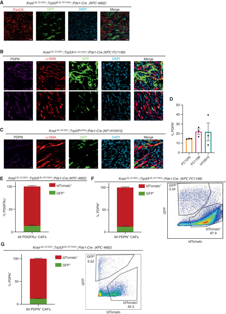 Figure 2. Stellate cells give rise to a numerically minor subset of PDAC CAFs. A, IHC staining of PDAC (KPC 4662) in Fabp4-Cre;Rosa26mTmG hosts (n = 5), with GFP in green and panCK (tumor cells) in red. Scale bar, 20 μm. B, IHC staining of PDAC (KPC FC1199) in Fabp4-Cre;Rosa26mTmG hosts (n = 3), stained for GFP, PDPN, and α-SMA. Scale bar, 10 μm. C, IHC staining of PDAC (KPflox/+C HY2910) in Fabp4-Cre;Rosa26mTmG hosts (n = 3), stained for GFP, PDPN, and α-SMA. Scale bar, 10 μm. D, Quantification of IHC staining for PDPN in the indicated transplantable PDAC models. E, Flow cytometry analysis of PDGFRα, GFP, and tdTomato in KPC 4662 tumors in Fabp4-Cre;Rosa26mTmG hosts (n = 5). Data are presented as mean ± SEM. For E–G, CAF frequency calculations excluded the tdTomato−GFP− fraction constituting transplanted PDAC cells. F, Flow cytometry analysis of PDPN, GFP, and tdTomato in KPC FC1199 tumors in Fabp4-Cre;Rosa26mTmG hosts (n = 8). Data are presented as mean ± SEM. G, Flow cytometry analysis of PDPN, GFP, and tdTomato in KPC 4662 tumors in Fabp4-Cre;Rosa26mTmG hosts (n = 3). Data are presented as mean ± SEM.