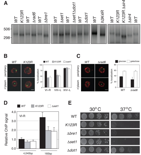 FIGURE 1: