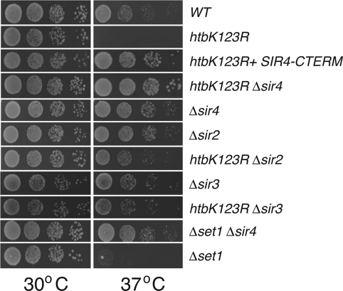 FIGURE 3: