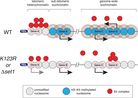 FIGURE 6: