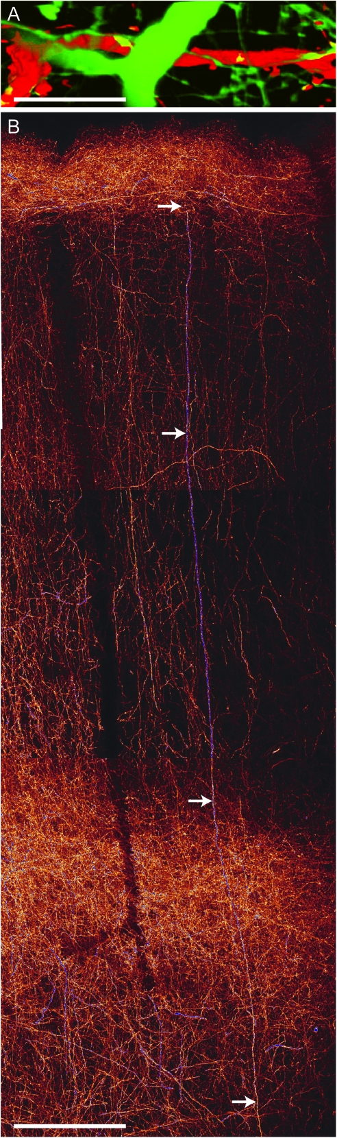 Figure 7.