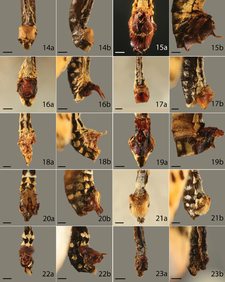 Figures 14–23.