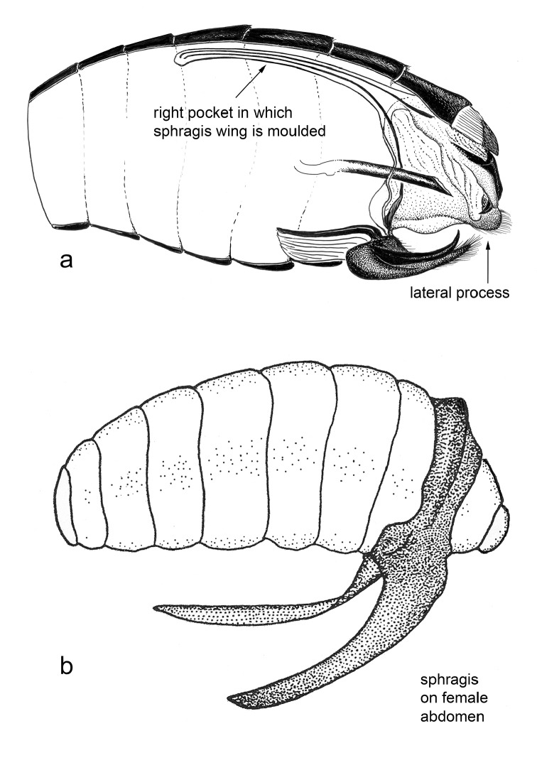 Figure 34.