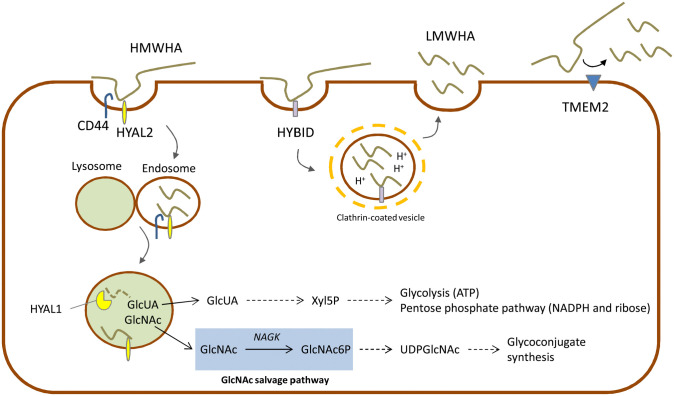 Figure 2.