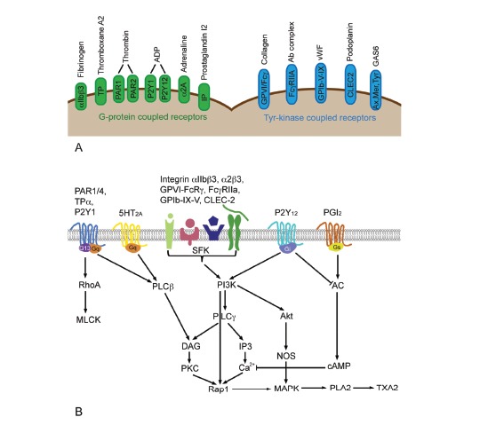 Fig. (1)