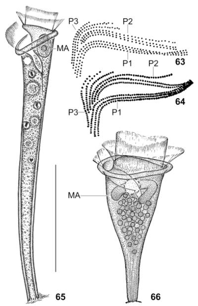 Fig. 63–66