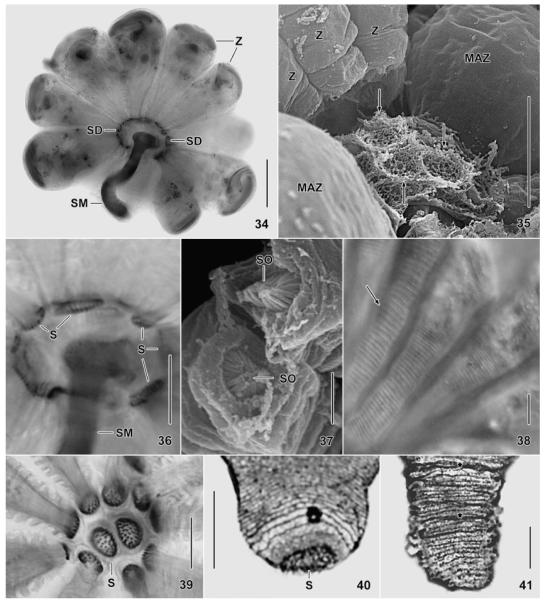 Fig. 34–41