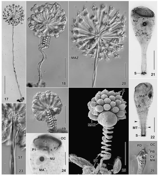 Fig. 17–26