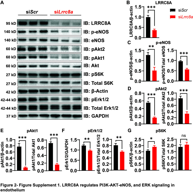 Figure 2—figure supplement 1.
