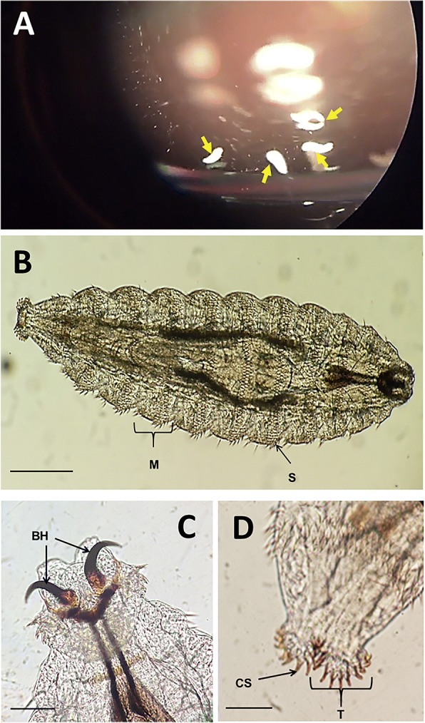 Fig. 1