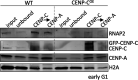 Figure 5—figure supplement 1.