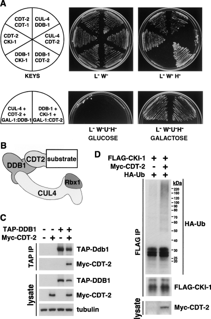 Figure 2.