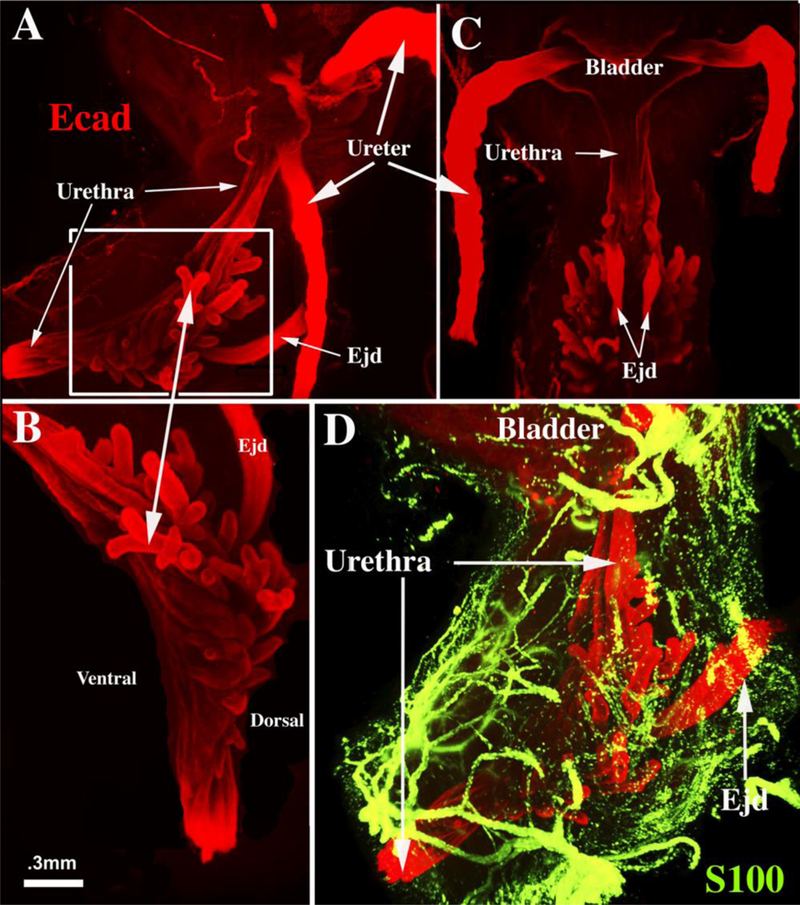 Figure 10.