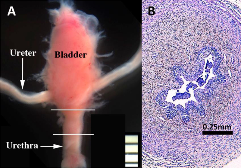 Figure. 19.